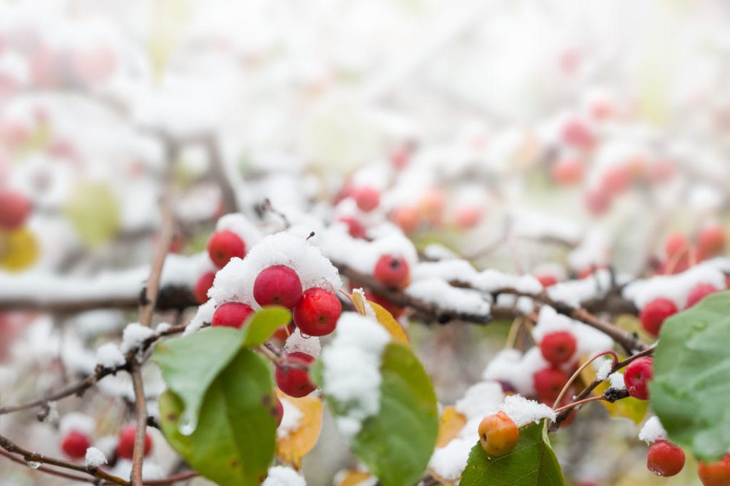 First snow on the apple tree in the forest. Macro image, selective focus.