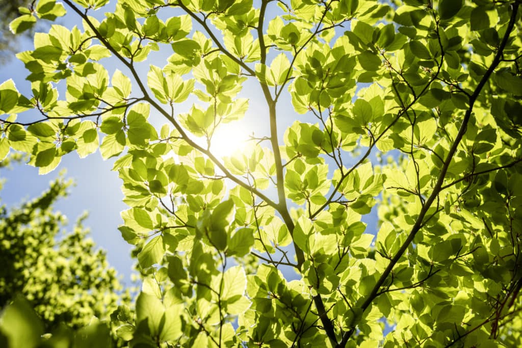 Spring leaves background with sunlight and blue sky.