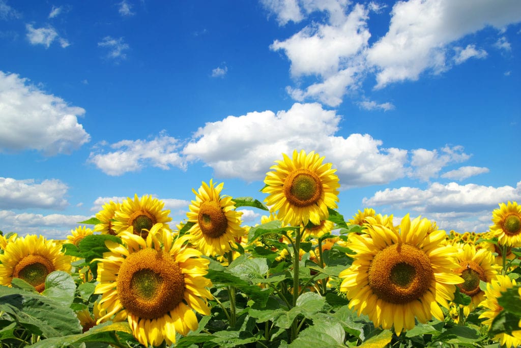 sunflower field over cloudy blue sky.