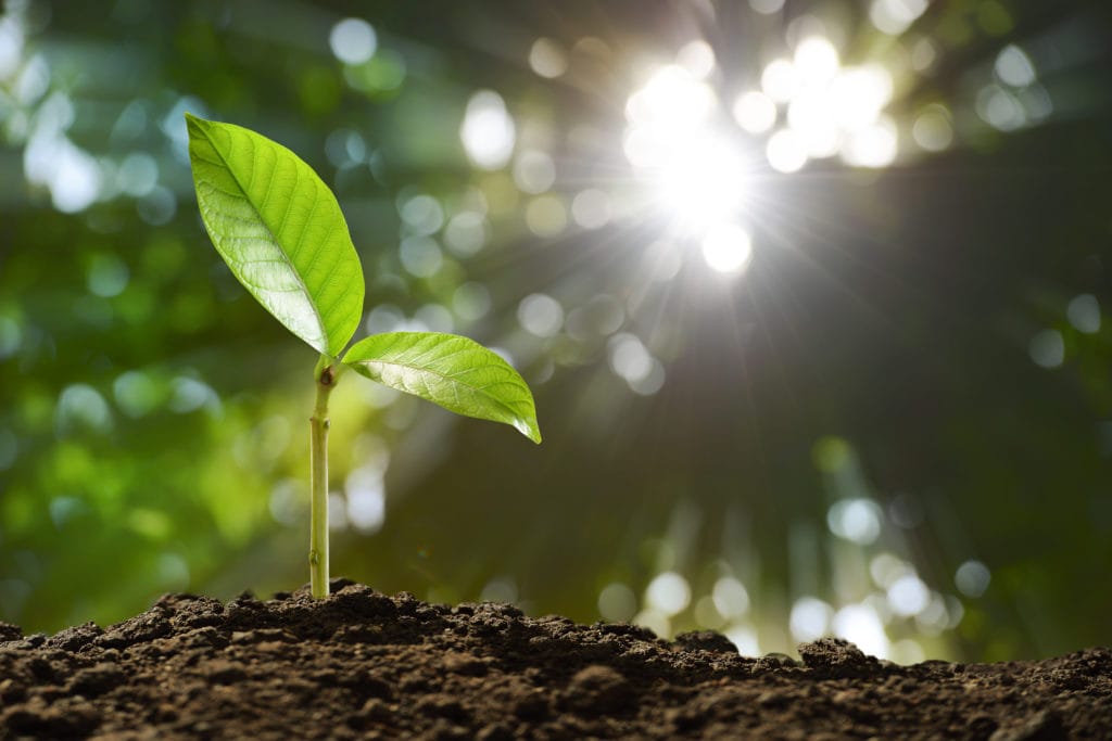 Young plant in the morning light on nature background.