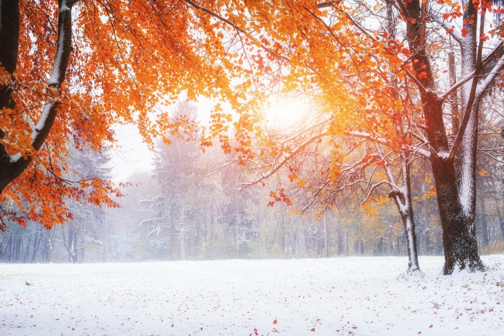 Sunlight breaks through the autumn leaves of the trees in the early days of winter.