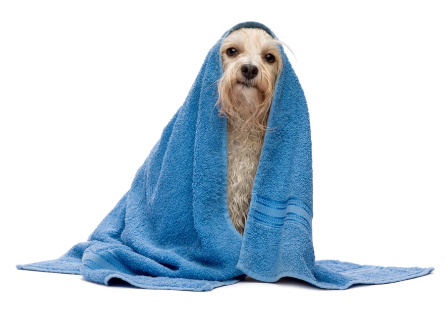 wet dog in a towel.