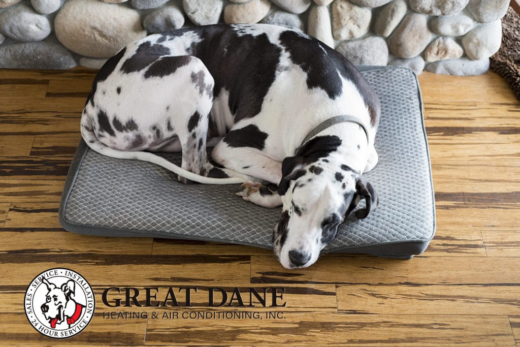 comfortable great dane.