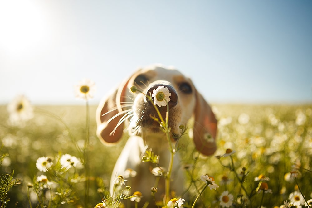 dog in spring.