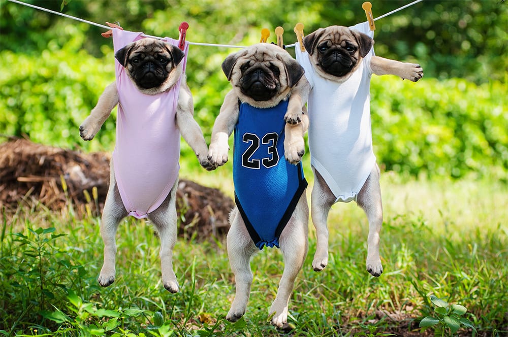 dogs on a clothes line.