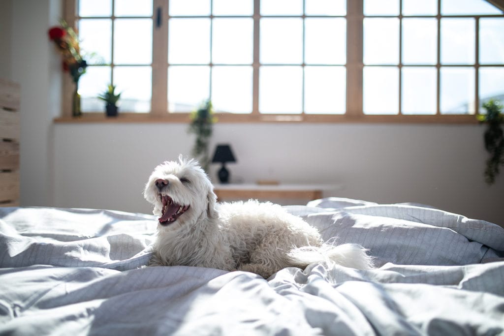 happy dog on a bed.