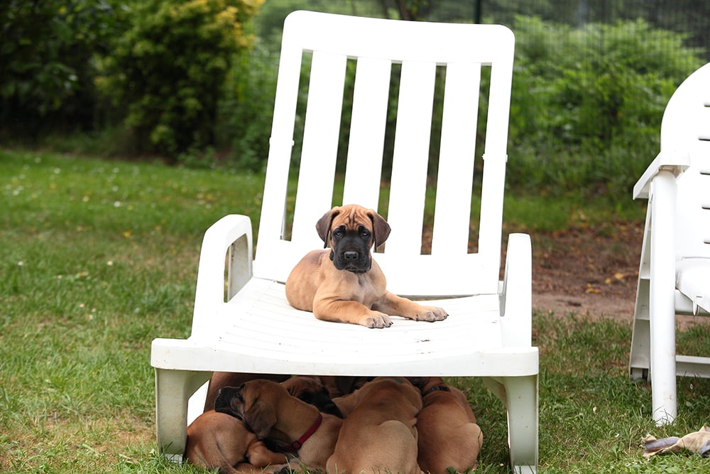 great dane puppies.