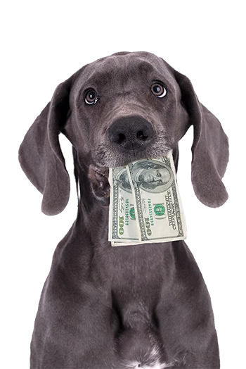 Great Dane with money in mouth
